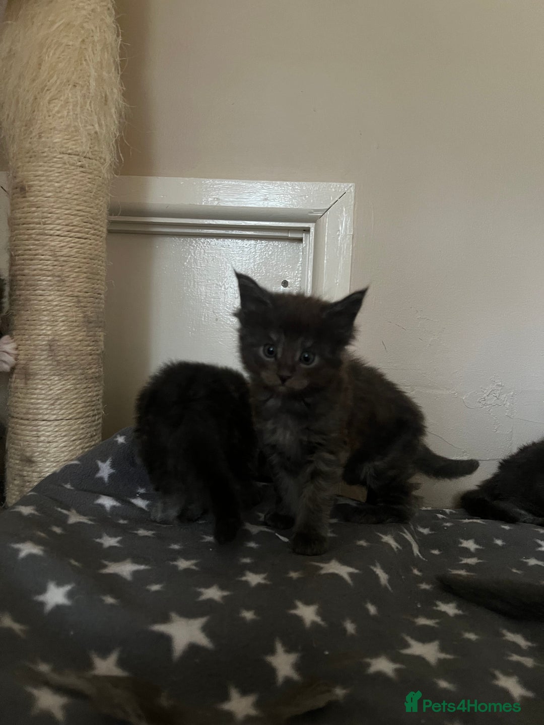 Maine Coon cats for sale: Chunky and fluffy Mainecoon kittens - Image 13