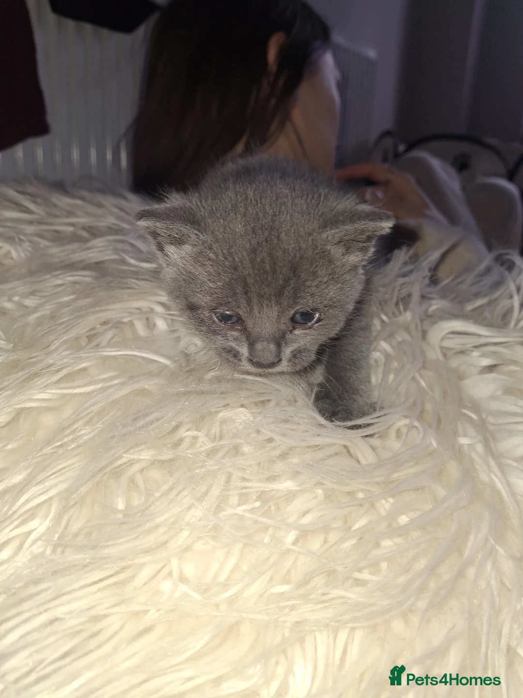 British Shorthair cats for sale: British short hair cross in Leeds - Advert 2
