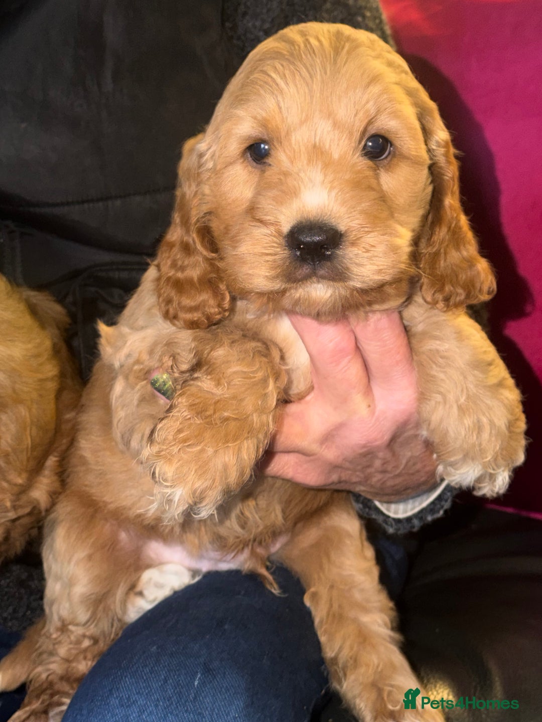 Cockapoo dogs for sale: Cockapoo pups one boy available  - Advert 14