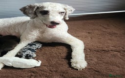 Goldendoodle dogs for stud: Litter expected - Image 2