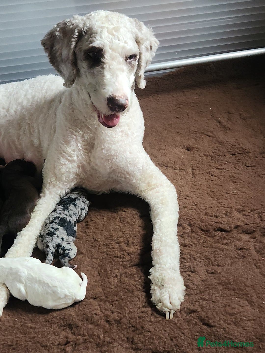 Goldendoodle dogs for stud: Litter expected - Image 2