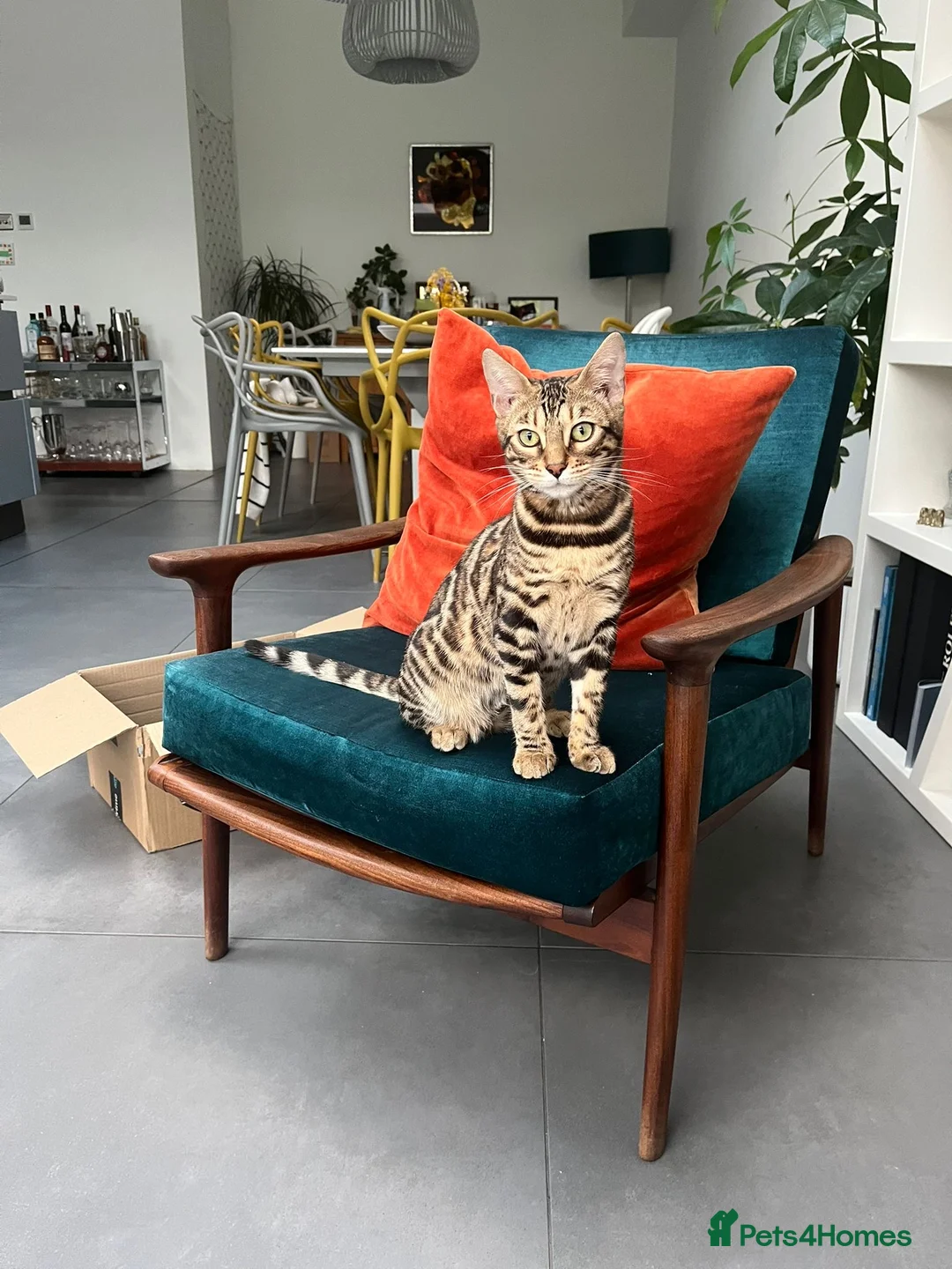 Bengal cats for sale: Pure Bengal cat for sale  in London - Advert 1