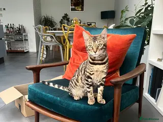 Bengal cats Pure Bengal cat for sale - Advert 1