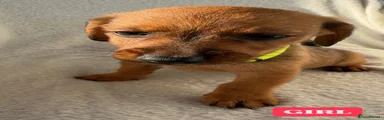 Mixed Breed 4