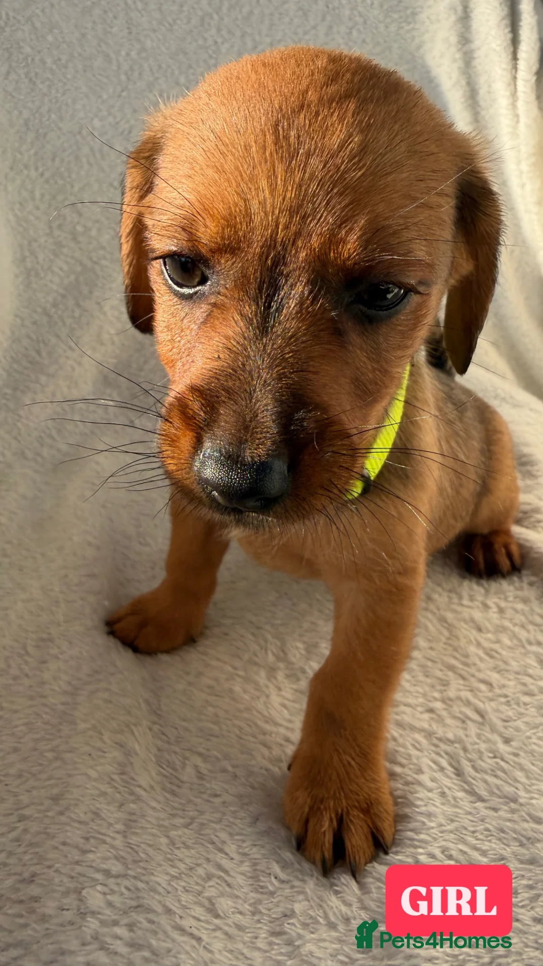 Mixed Breed dogs for sale:  Dameranian puppies for sale  - Advert 11