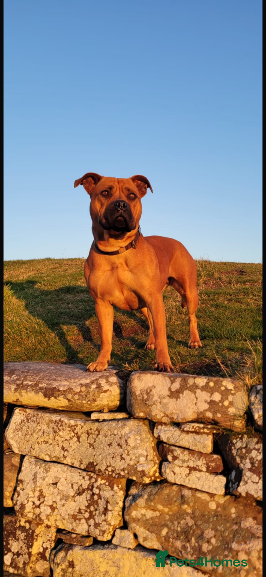 American Bull Staffy dogs for sale: Pups due 22 August  - Image 1