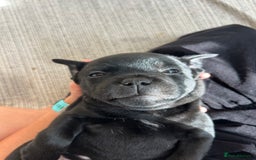 Staffordshire Bull Terrier dogs for sale: Gorgeous Black Boy available from this litter!  - Image 13