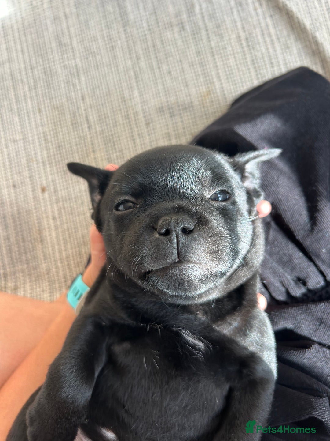 Staffordshire Bull Terrier dogs for sale: Gorgeous Black Boy available from this litter!  - Image 13