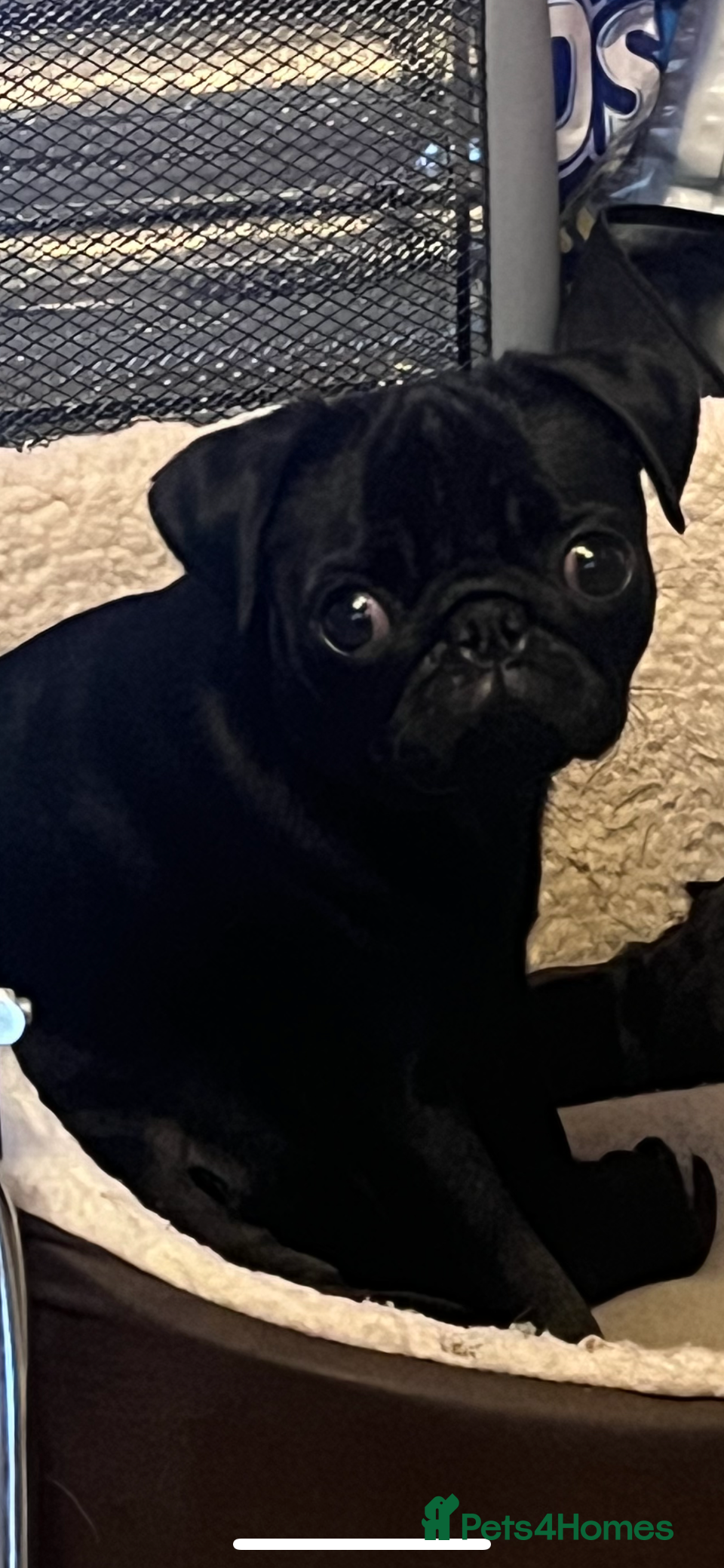 Pug dogs Pugs  - Advert 5