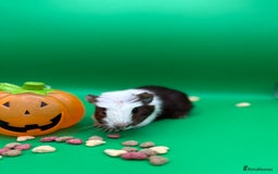 Guinea Pig rodents for sale: Beautiful female guinea pigs  - Image 2