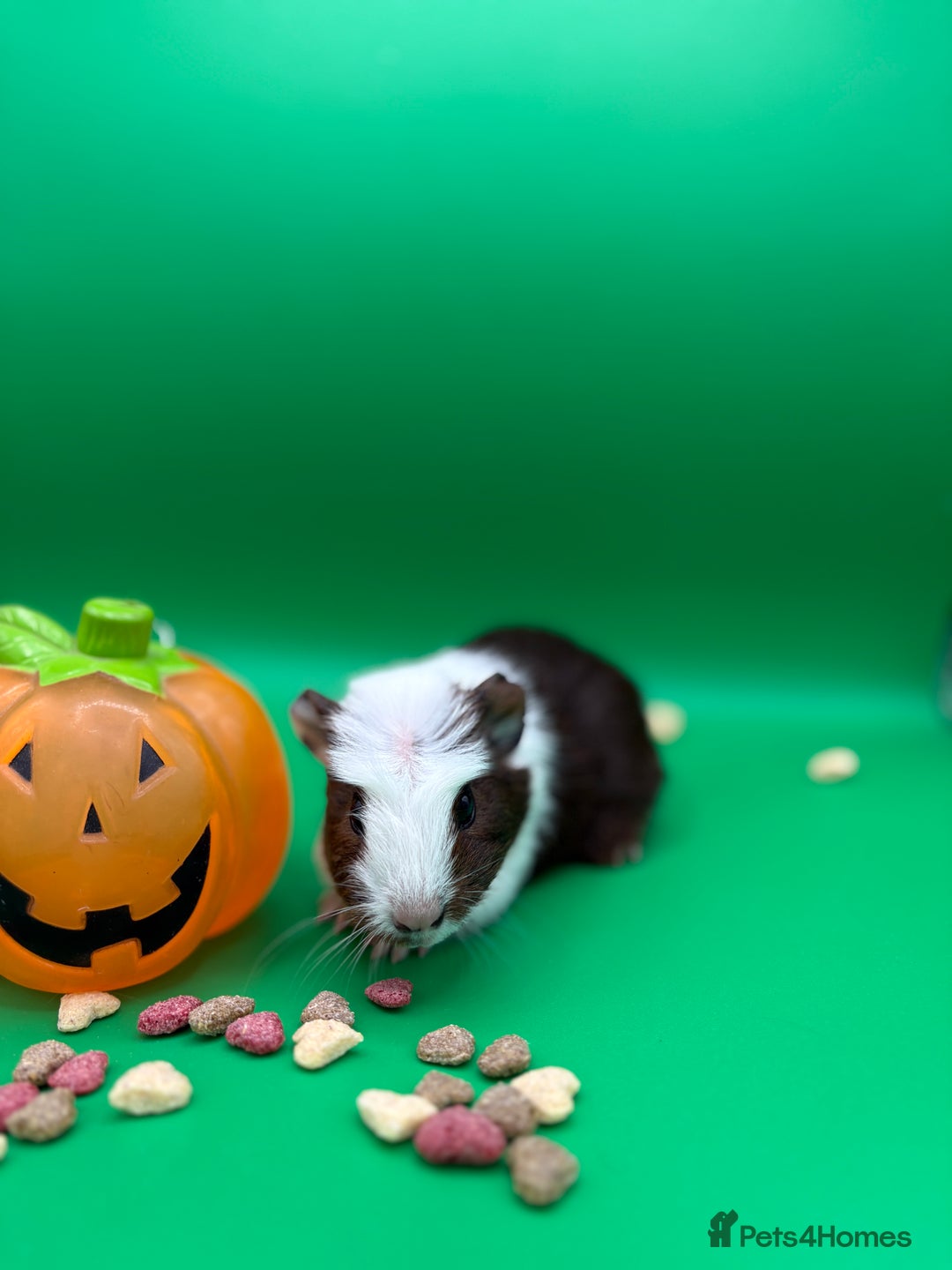 Guinea Pig rodents for sale: Beautiful female guinea pigs  - Image 2