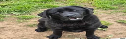 Labrador Retriever dogs for sale: 1 Year Old Male(DNA + Hips Scored) - Advert 2