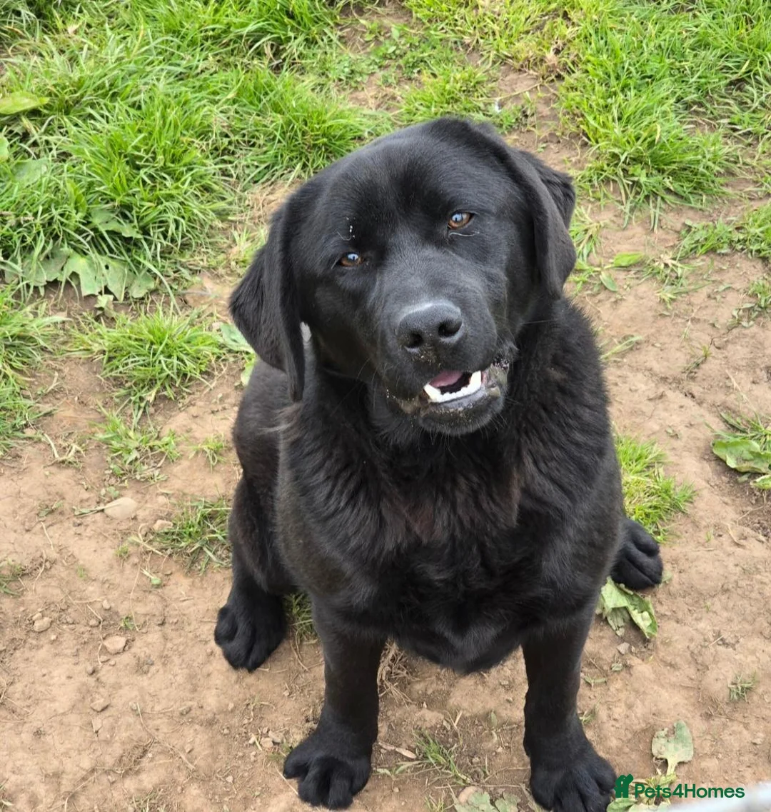 Labrador Retriever dogs for sale: 1 Year Old Male(DNA + Hips Scored) - Advert 2