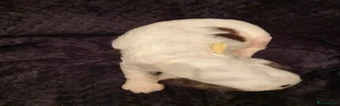 Male - Custard