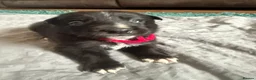 Mixed Breed dogs for sale: 8 adorable puppies. - Advert 17