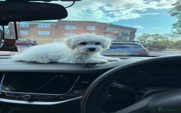 Maltese dogs for sale: Maltese puppies  - Image 26