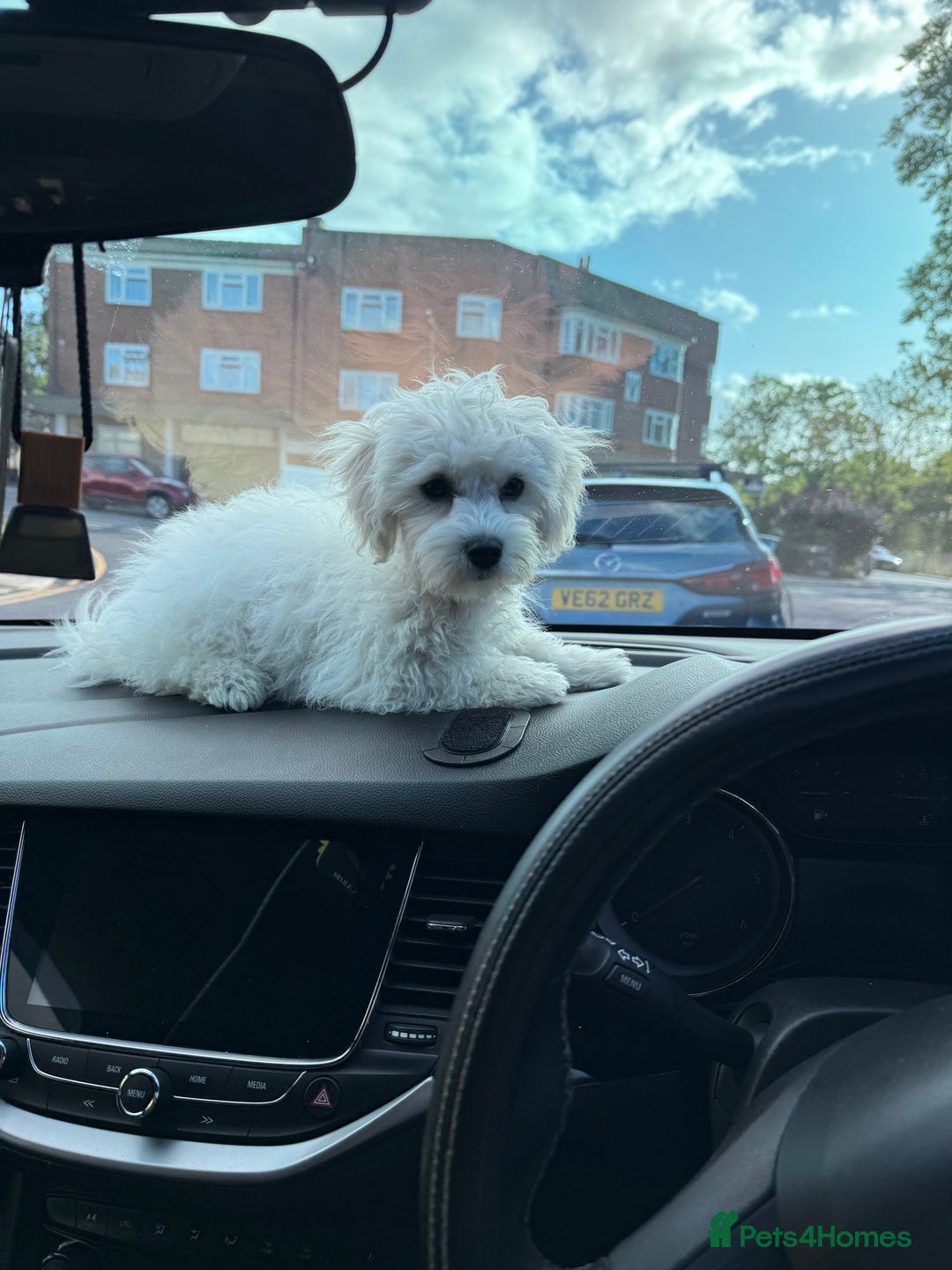 Maltese dogs for sale: Maltese puppies  - Image 26