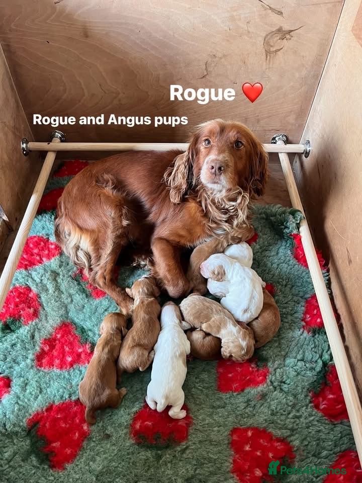 Cocker Spaniel dogs Working Cocker Spaniel puppies  - Advert 2