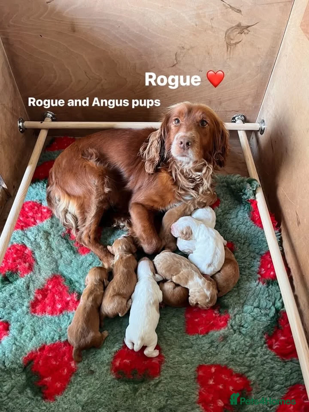 Cocker Spaniel dogs for sale: Working Cocker Spaniel puppies  - Advert 1