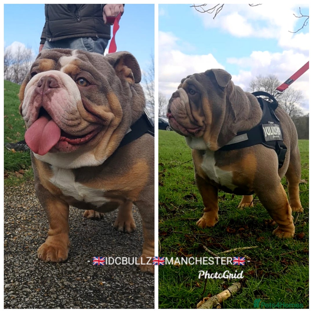 English Bulldog dogs for stud: Freddie Lilac tri stud in Manchester - Advert 6