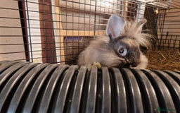 Lionhead rabbits for sale: Lovely little lionhead and lion lops m/f babies  - Image 5