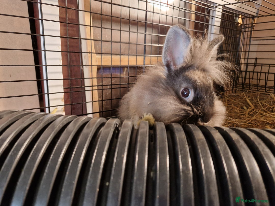 Lionhead rabbits for sale: Lovely little lionhead and lion lops m/f babies  - Image 5