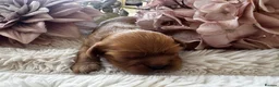 Cavalier King Charles Spaniel dogs for sale: Health tested cavalier King Charles spaniel pups - Advert 9