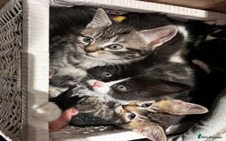 Mixed Breed cats for sale: Playful kittens ready to leave! - Image 1