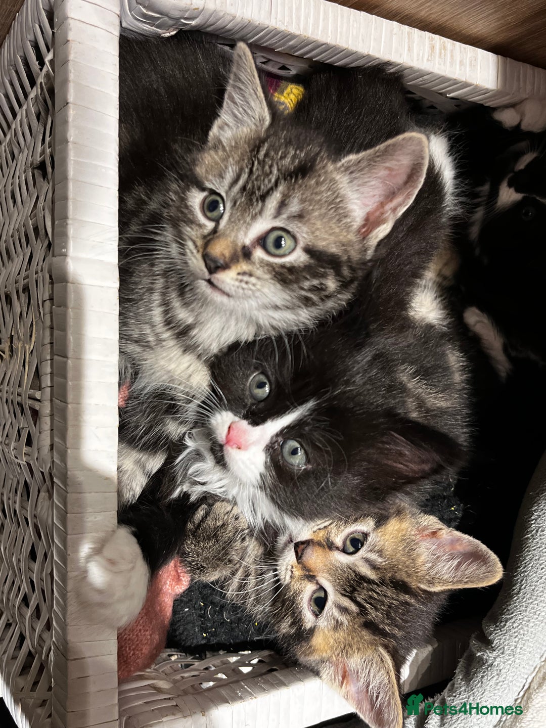 Mixed Breed cats for sale: Playful kittens ready to leave! - Image 1