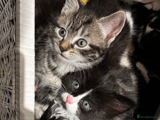 Mixed Breed cats - Advert 17