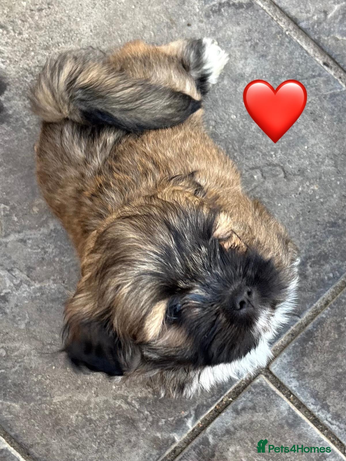Lhasa Apso dogs One Beautiful Puppy KC reg GPRA4 clear - Advert 4