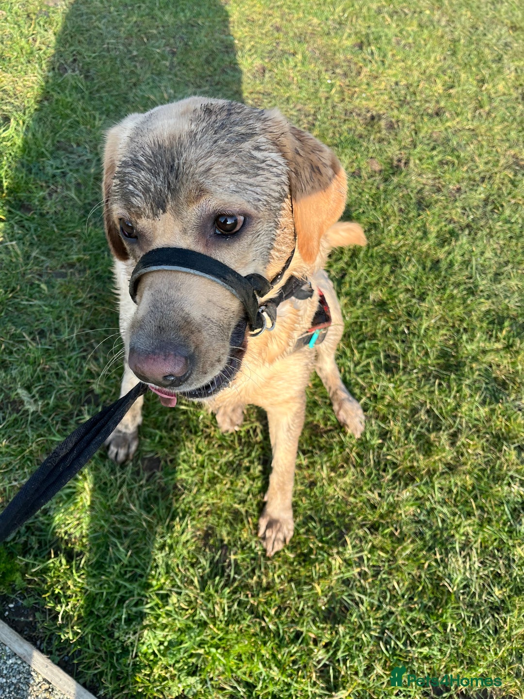 Labrador Retriever dogs for sale: 3 year old male labrador  - Image 3