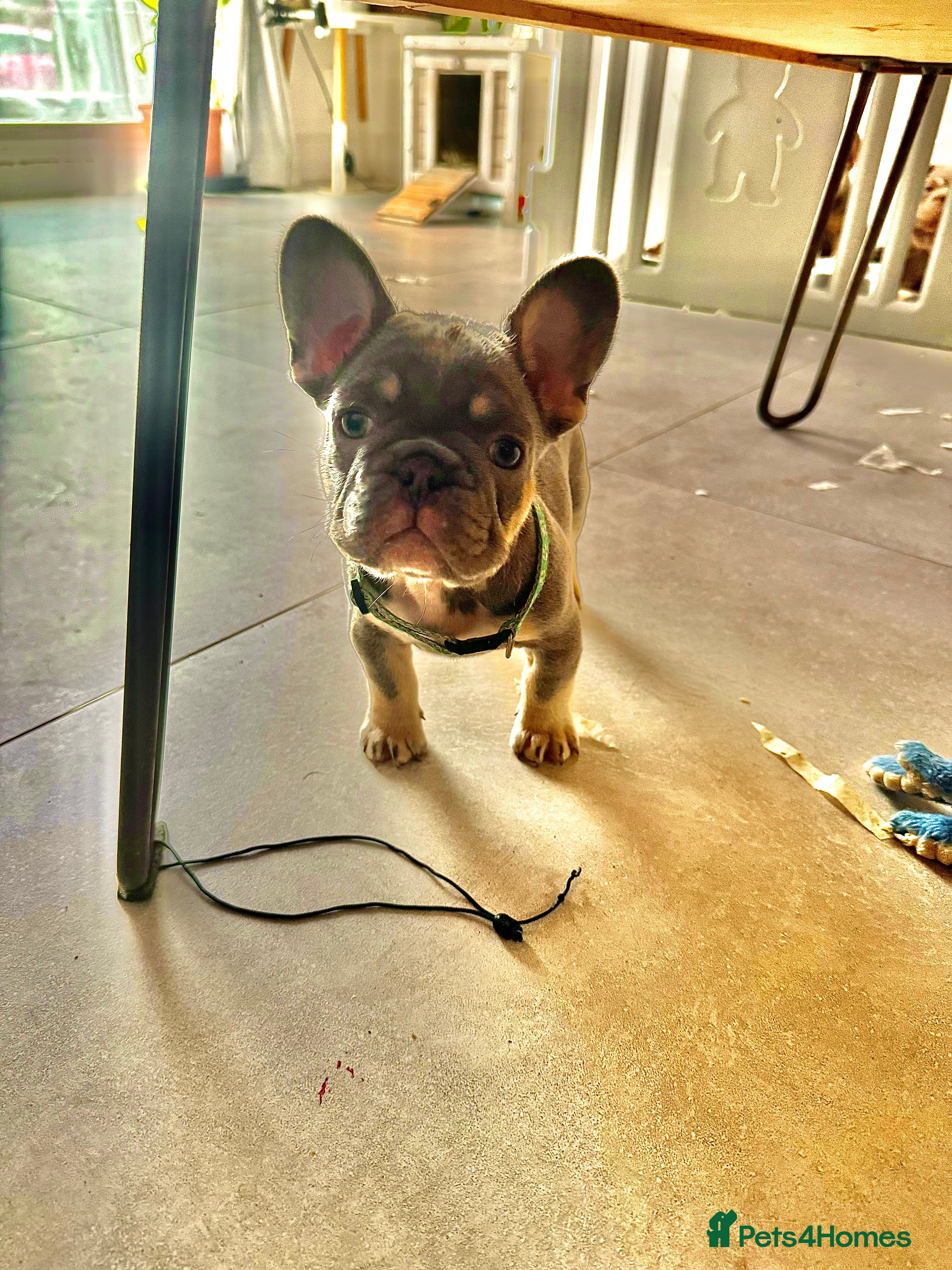 French Bulldog dogs High quality French bulldog puppies  - Advert 12