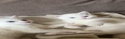 Mixed Breed cats for sale: White fluffy kitten bsh/blue mixed. Heterochromia - Advert 7
