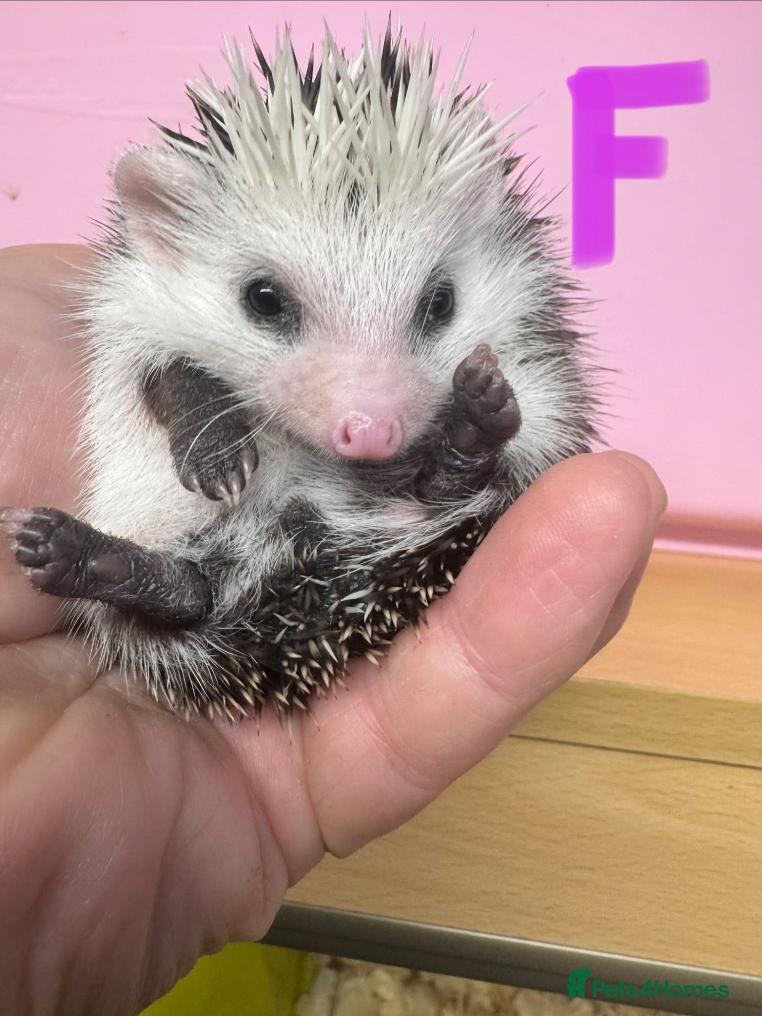 Pygmy Hedgehog rodents 8wk old APH babies mixed masks/colours setup poss  - Advert 1