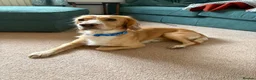 Cocker Spaniel dogs for sale: Marley - Adorable Working Cocker spaniel in Holmfirth - Advert 2