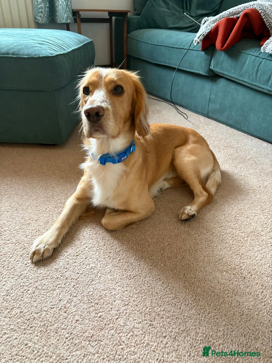 Cocker Spaniel dogs for sale: Marley - Adorable Working Cocker spaniel in Holmfirth - Advert 2