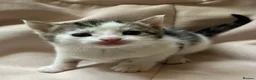 Mixed Breed cats for sale: Gorgeous litter of tabby kittens  in Stroud - Advert 8