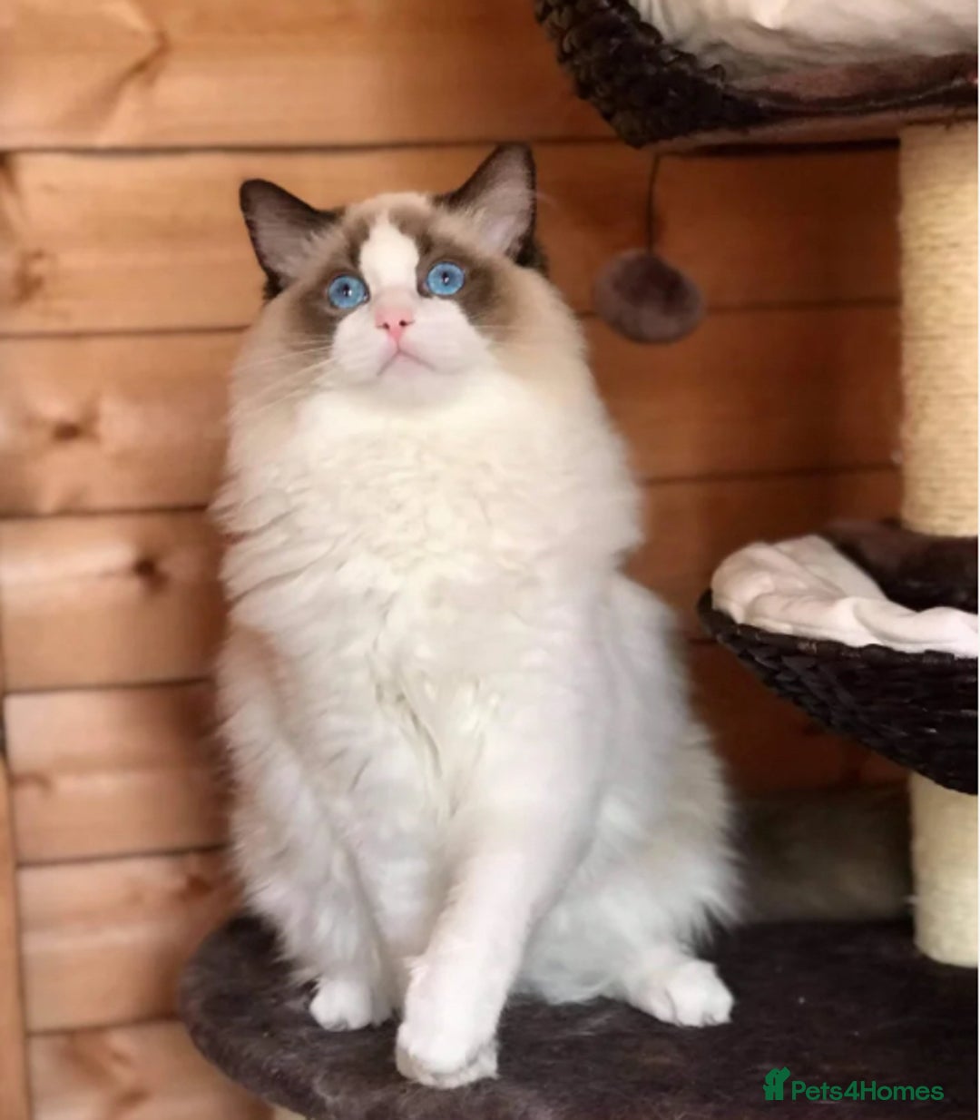 Ragdoll cats for sale: Gccf ragdoll kittens imperial grand champion lines - Advert 8