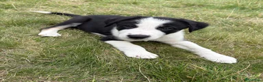 Border Collie 4