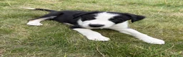 Border Collie dogs for sale: Border Collie puppies  - Advert 2