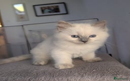 Ragdoll cats for sale: Gorgeous GCCF Registered Ragdoll Kittens Available - Image 11