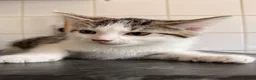 Mixed Breed cats for sale: 6 adorable Kittens for sale - Advert 8