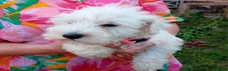 Miniature Schnauzer dogs for sale: 3Champion Bloodline White Miniature Schnauzers  - Advert 15