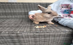 Mini Lop rabbits for sale: Mini lop cross lion heads in Mansfield - Image 6