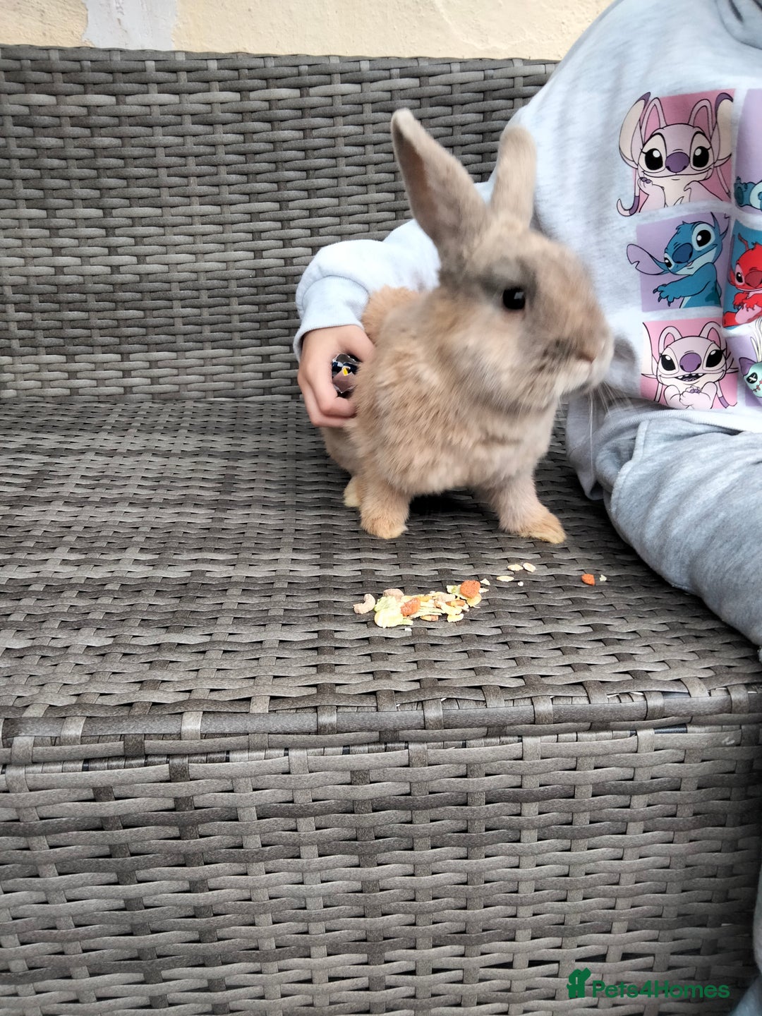 Mini Lop rabbits for sale: Mini lop cross lion heads in Mansfield - Image 6