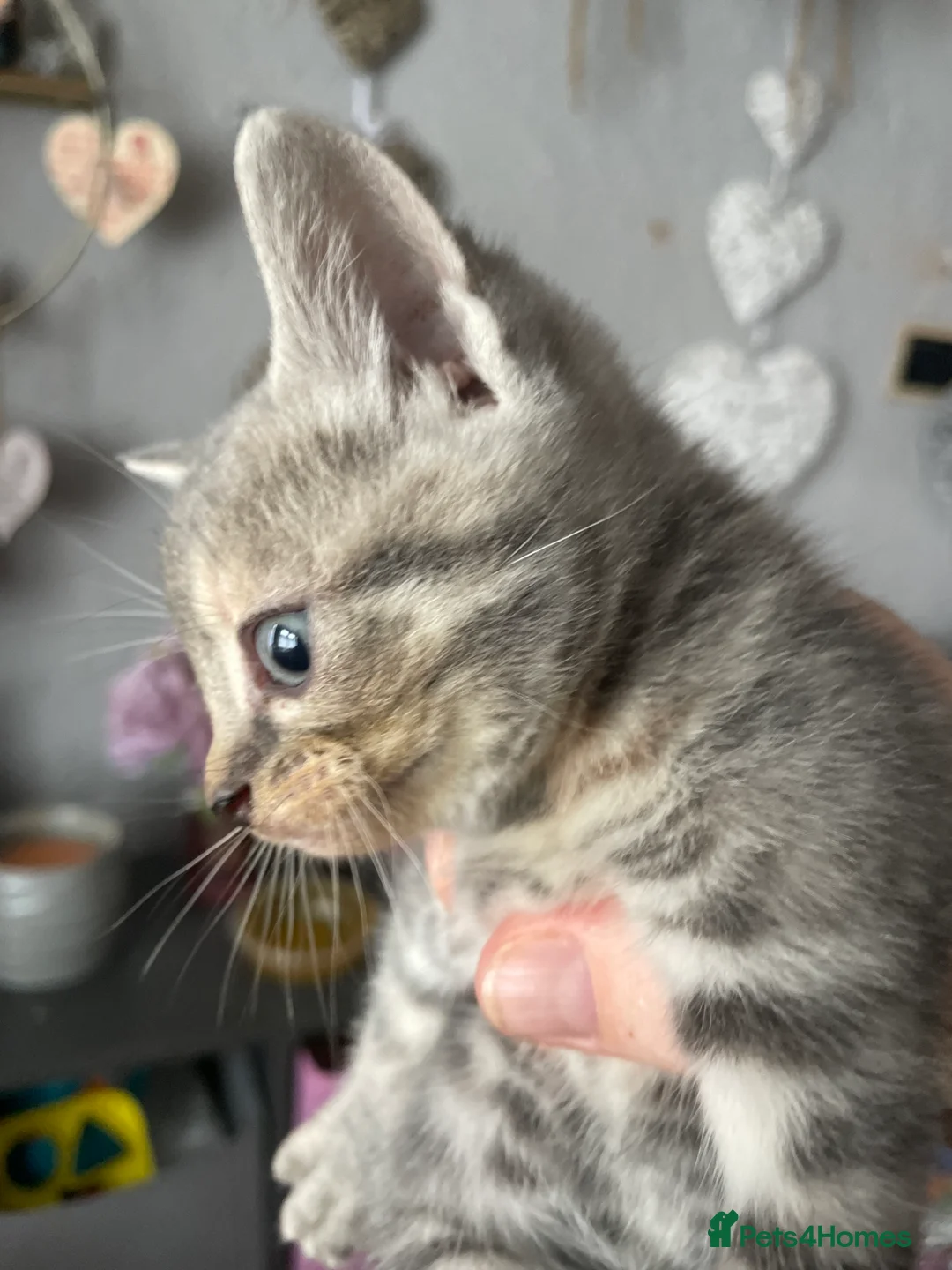 Mixed Breed cats for sale: Kittens  - Advert 2