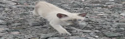 Siamese cats for sale: Adorable Siamese Kittens - Advert 10