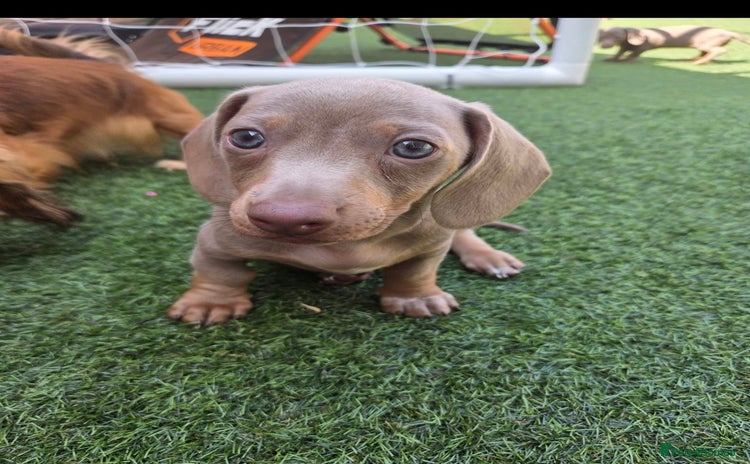 Dachshund dogs - Advert 12