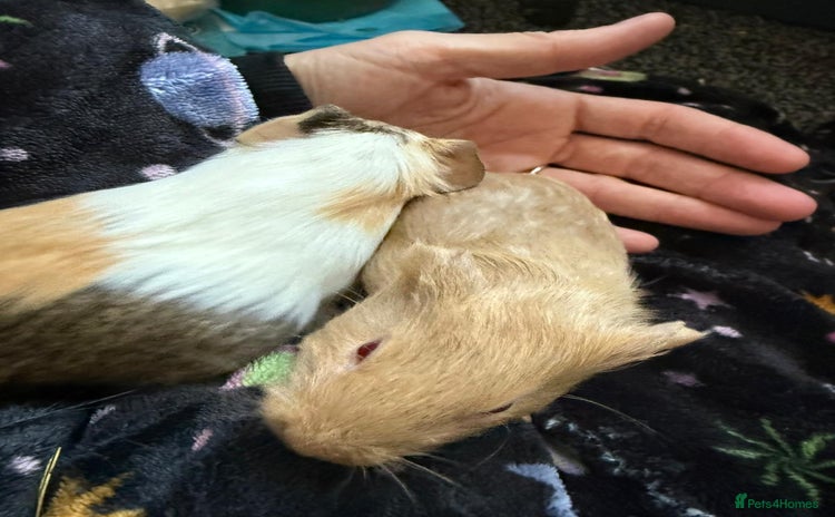 Guinea Pig rodents - Advert 6